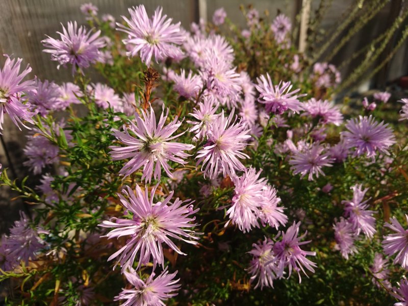 Symphyotrichum novi-belgii (Aster novi belgii) 'Rosenquarz' Õiekas aster