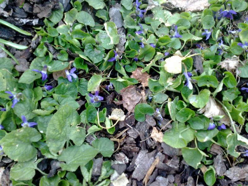 Viola odorata Tuoksuorvokki