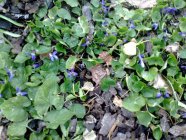 Viola odorata Lõhnav kannike