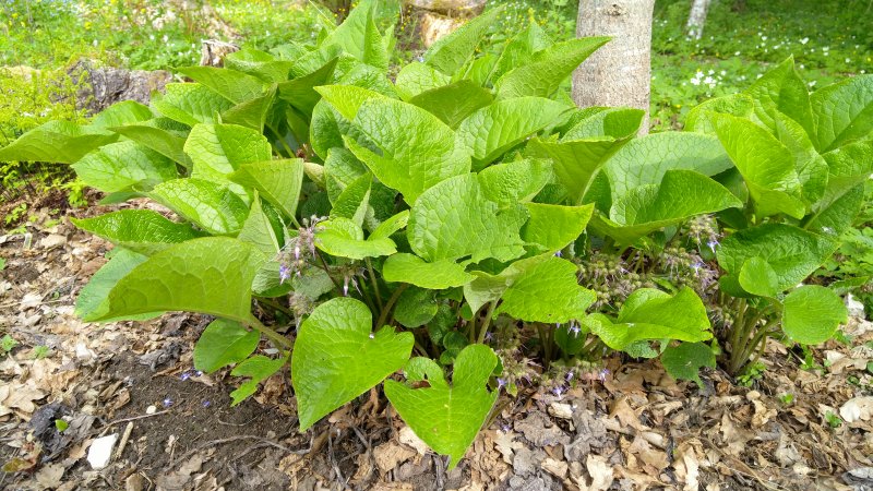 Trachystemon orientalis Трахистемон восточный