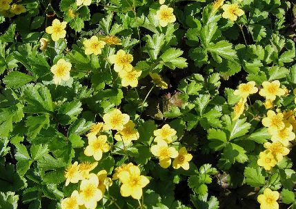 Waldsteinia ternata Rönsyansikka