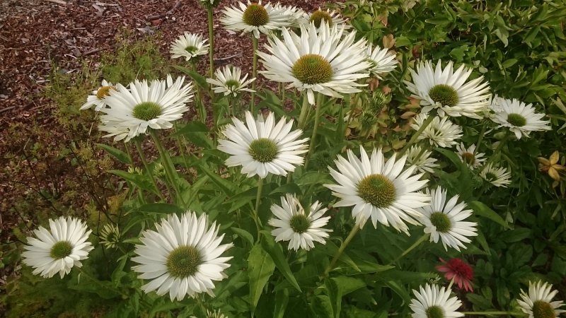 Echinacea purpurea 'Virgin' kaunopunahattu