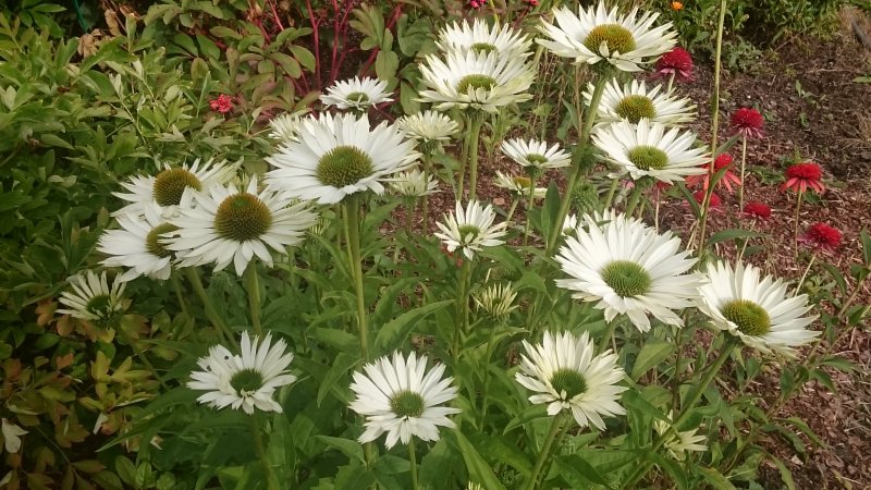 Echinacea purpurea 'Virgin'