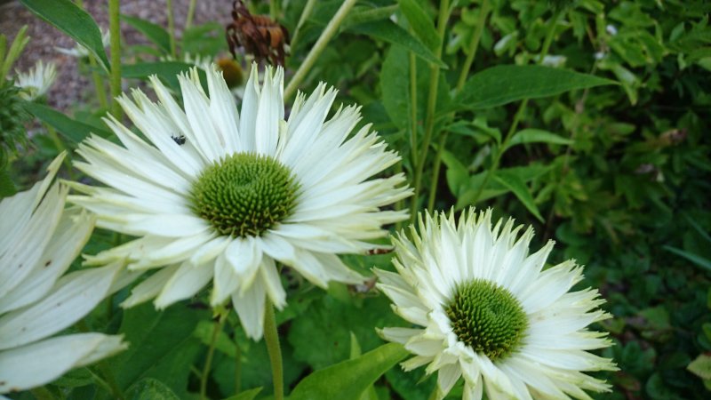 Echinacea purpurea 'Virgin' Эхинацея пурпурная