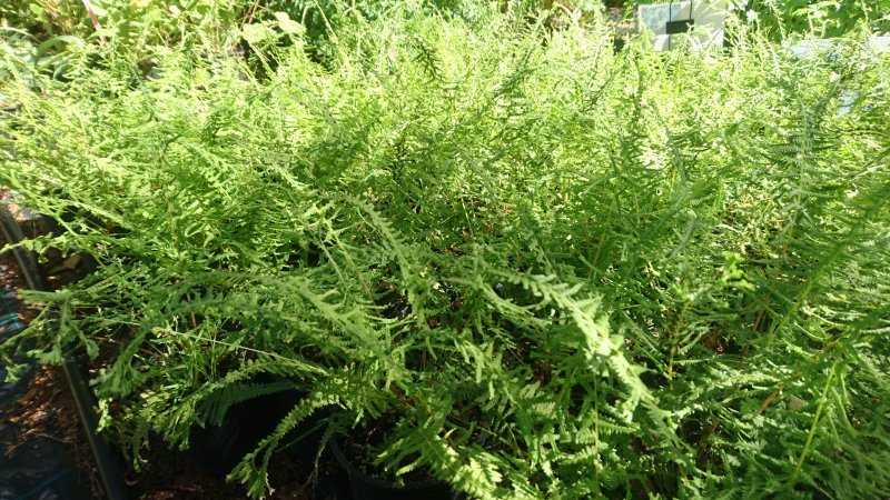 Athyrium filix-femina 'Dre's Dagger'