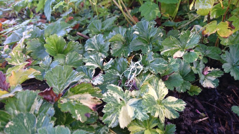 Waldsteinia ternata var variegata