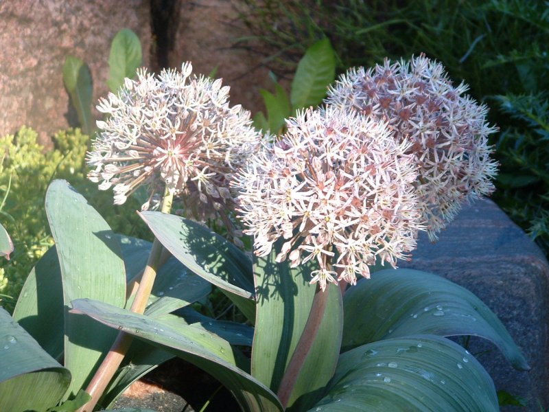 Allium karataviense Karatau lauk taimena