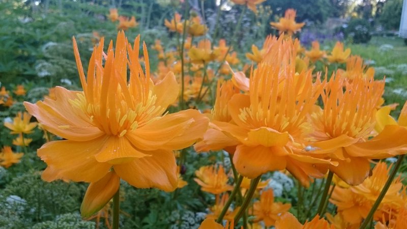 Trollius chinensis 'Goldkönigin' Hiina kullerkupp