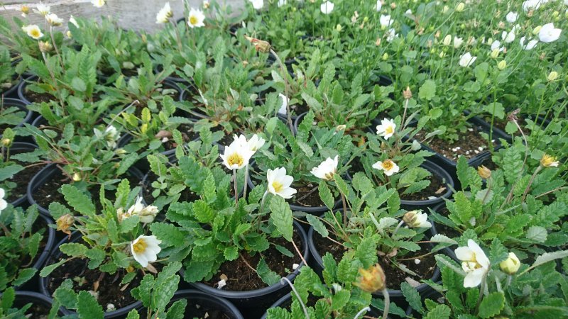 Dryas ×suendermannii Sündermanni drüüas