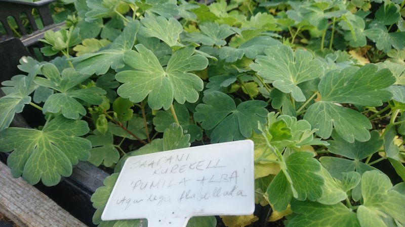 Aquilegia flabellata  var pumila 'Alba' Kääpio-Japaninakileija