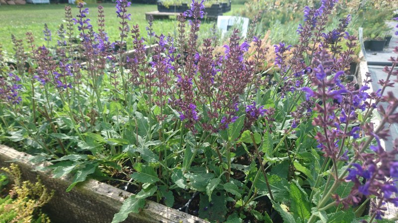 Salvia nemorosa 'Viola Close'