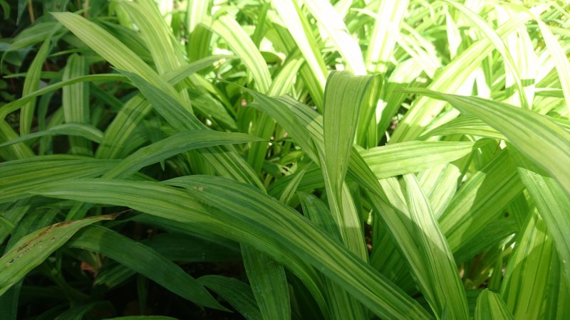 Carex siderosticta 'Shiro' Осока ржавопятнистая