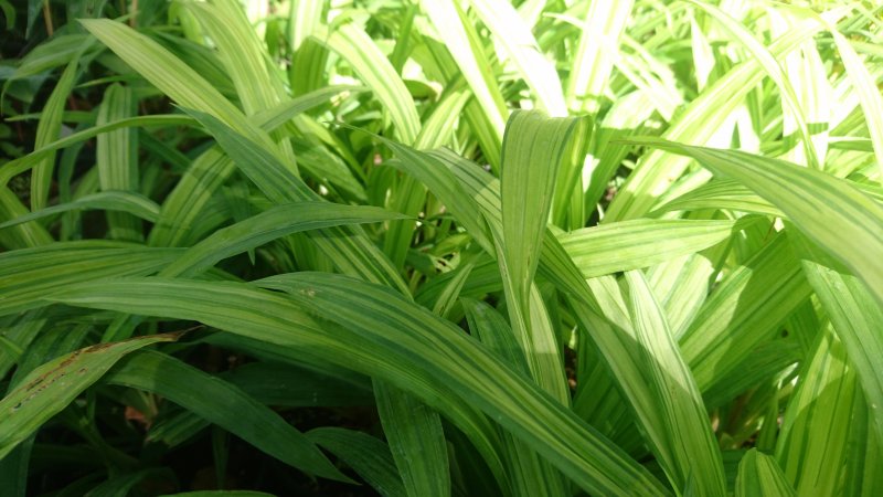 Carex siderosticha 'Shiro' Осока ржавопятнистая