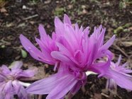 Colchicum autumnale 'Pleniflorum'