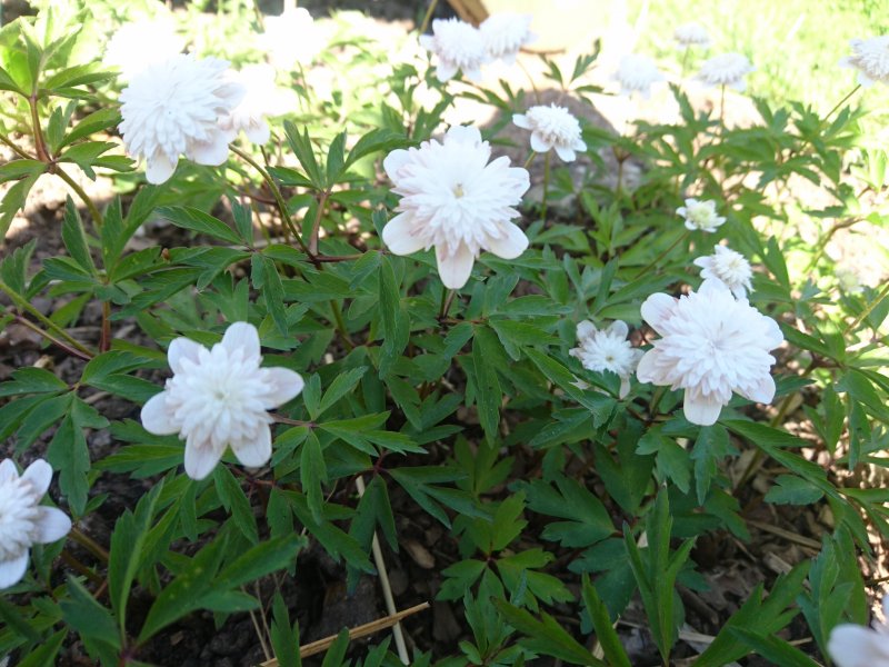 Anemone nemorosa 'Pink Delight' võsaülane