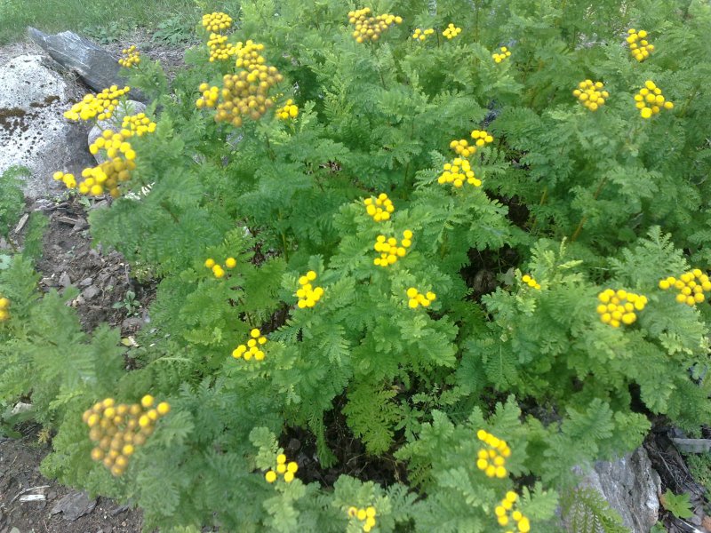 Tanacetum vulgare 'Crispum'