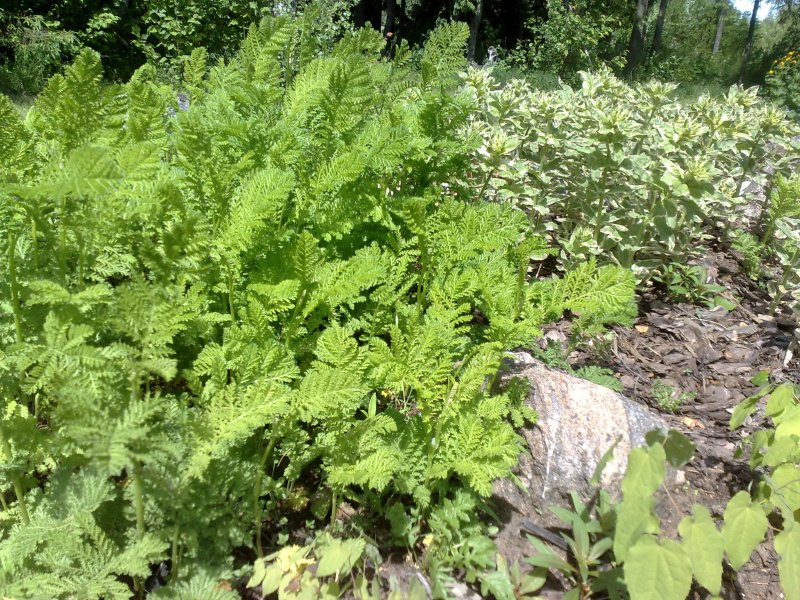 Tanacetum vulgare 'Crispum'