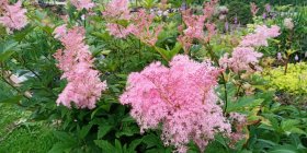 Filipendula rubra 'Venusta' Таволга пурпурная