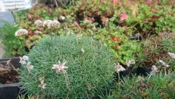 Armeria juniperifolia