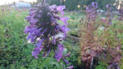 Nepeta 'Weinheim Big Blue'