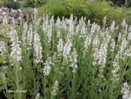 Salvia nemorosa 'Adrian' (‘Schneehügel’) Metssalvei