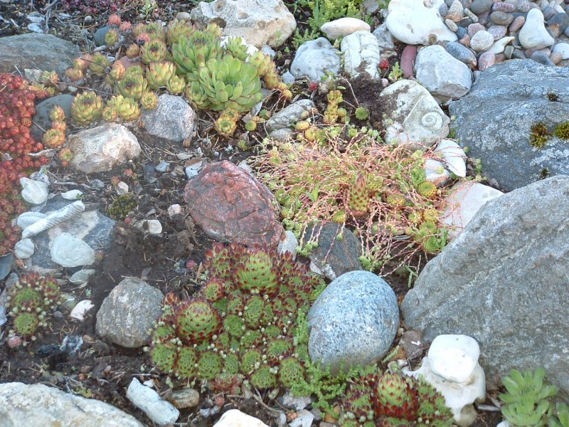 Sempervivum tectorum Kattomehitähti