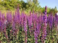 Salvia nemorosa 'Caradonna' Metssalvei