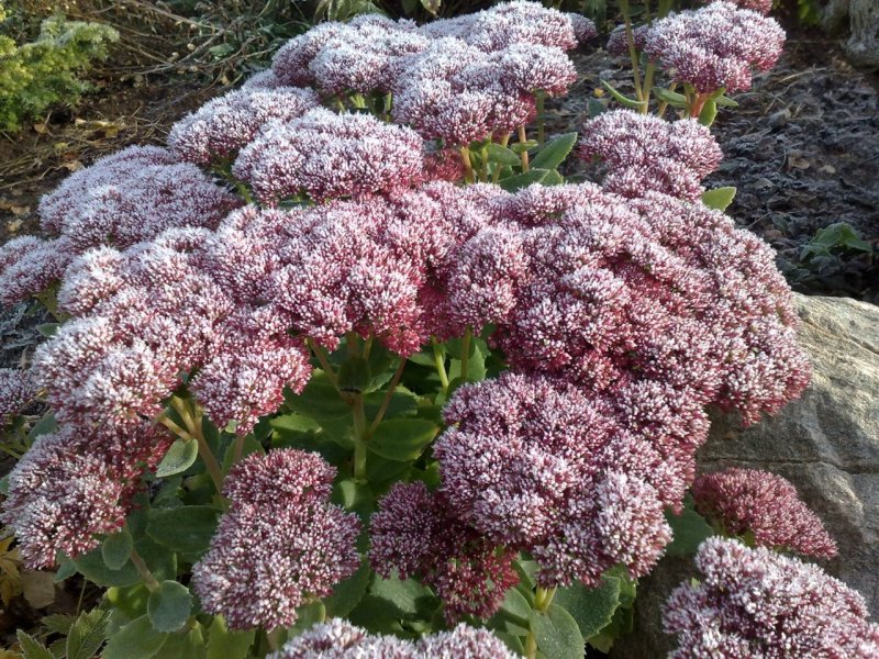 Sedum spectabile 'Herbstfreude'