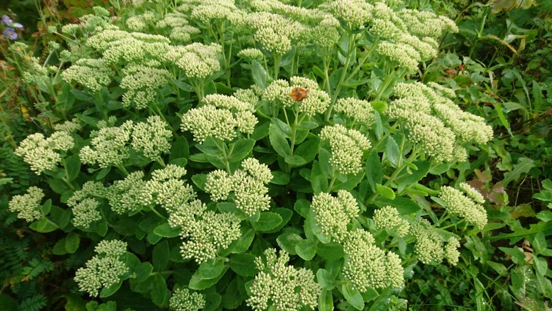 Sedum spectabile 'Herbstfreude' Очиток