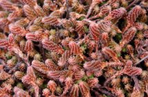 Sedum sexangulare Очиток шестиугольный