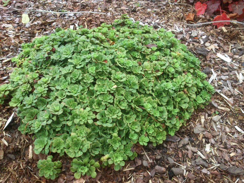 Saxifraga cuneifolia Камнеломка клинолистная