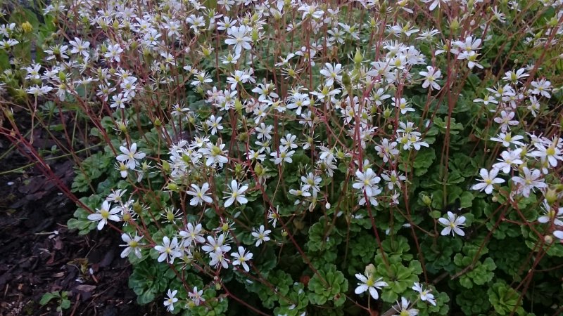 Saxifraga cuneifolia Камнеломка клинолистная