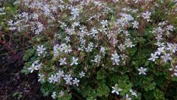 Saxifraga cuneifolia Hunturikko