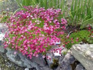 Saxifraga x arendsii 'Peter Pan' Камнеломки Арендса