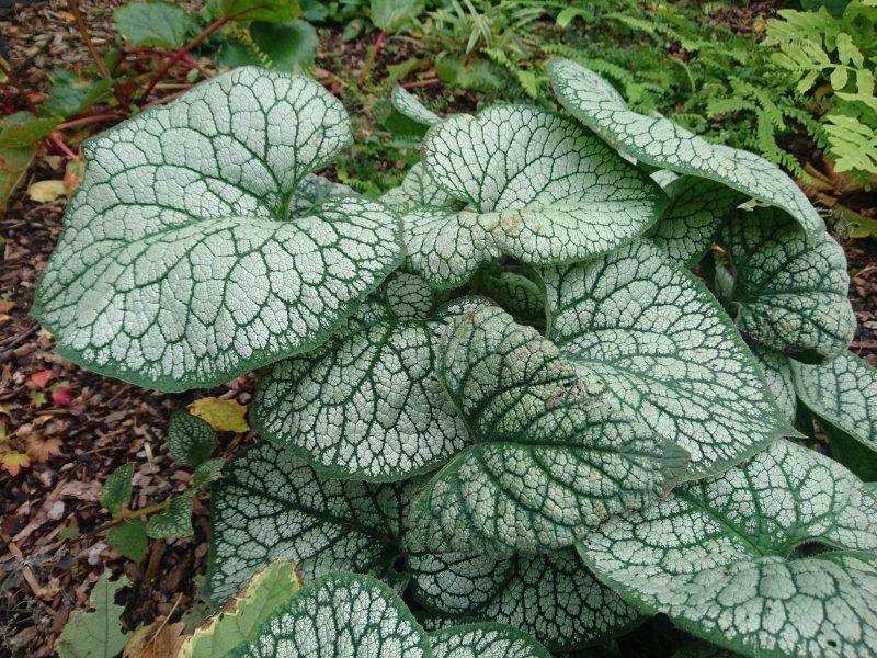 Brunnera  macrophylla 'Sea Heart' Suurelehine brunnera