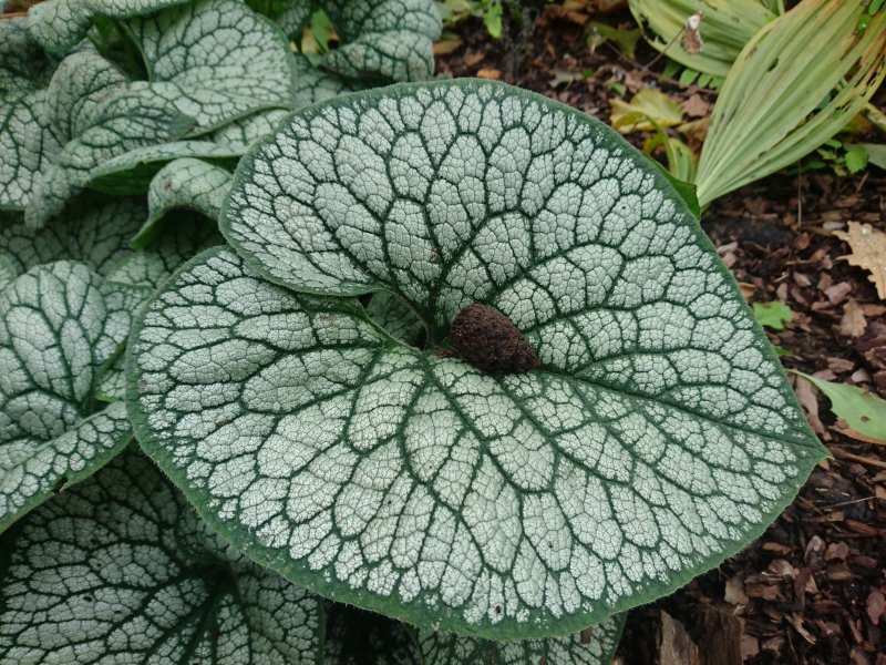 Brunnera  macrophylla 'Sea Heart' Suurelehine brunnera