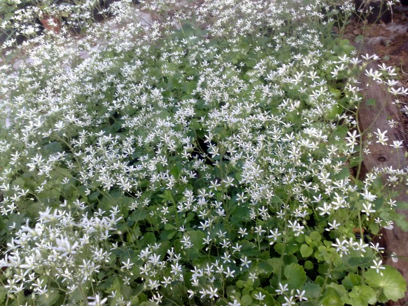 Saxifraga rotundifolia  Ümaralehine kivirik