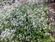 Saxifraga rotundifolia  Lehtorikko