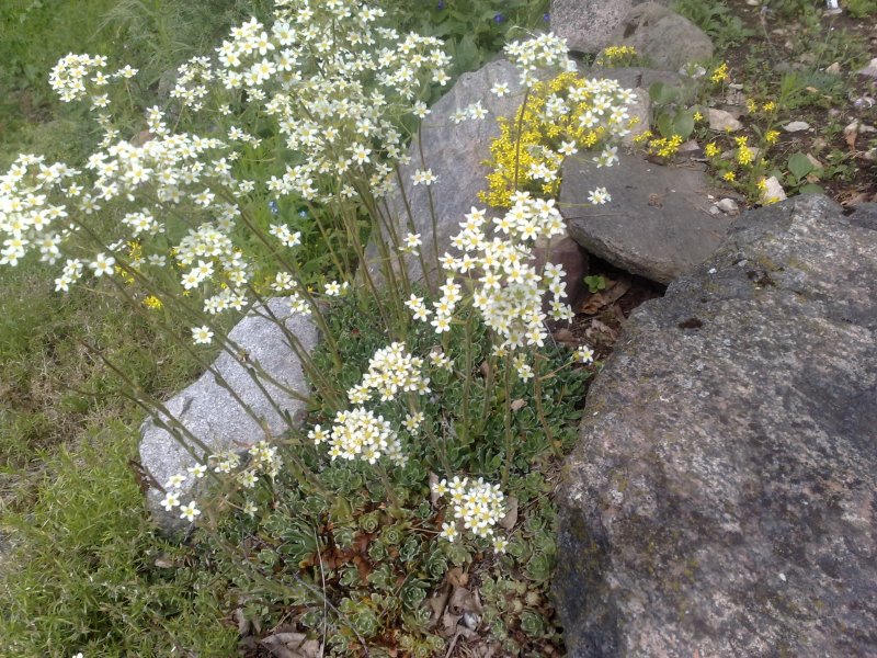 Saxifraga paniculata