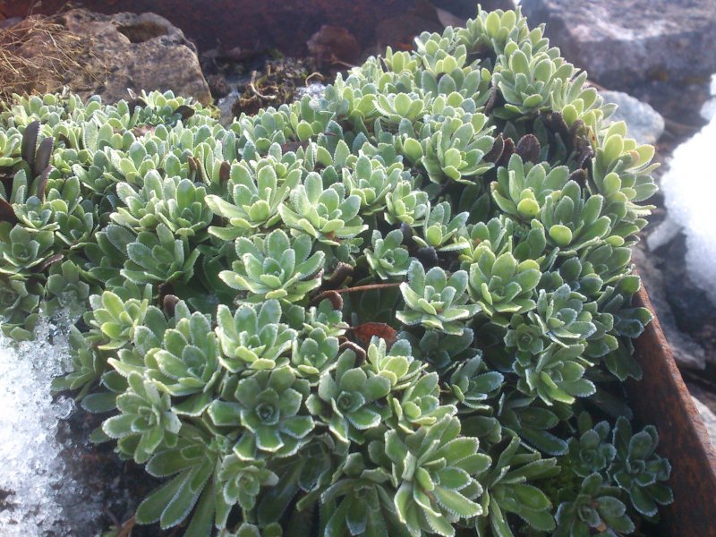 Saxifraga paniculata Камнеломка метельчатая