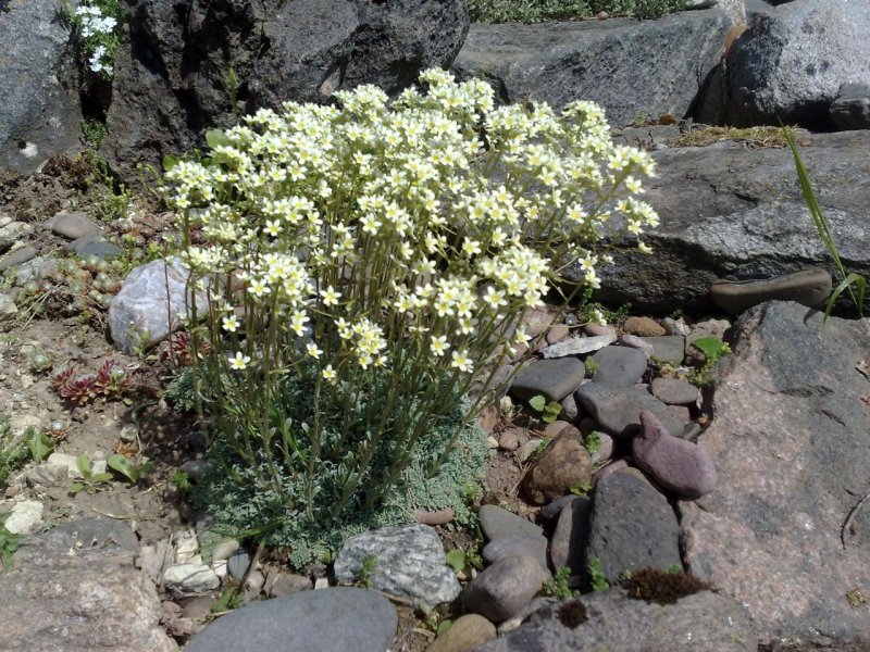 Saxifraga 'Kivikratt'