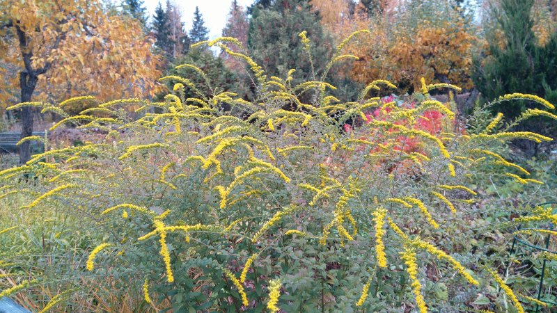 Solidago rugosa ´Fireworks´ Korts-kuldvits