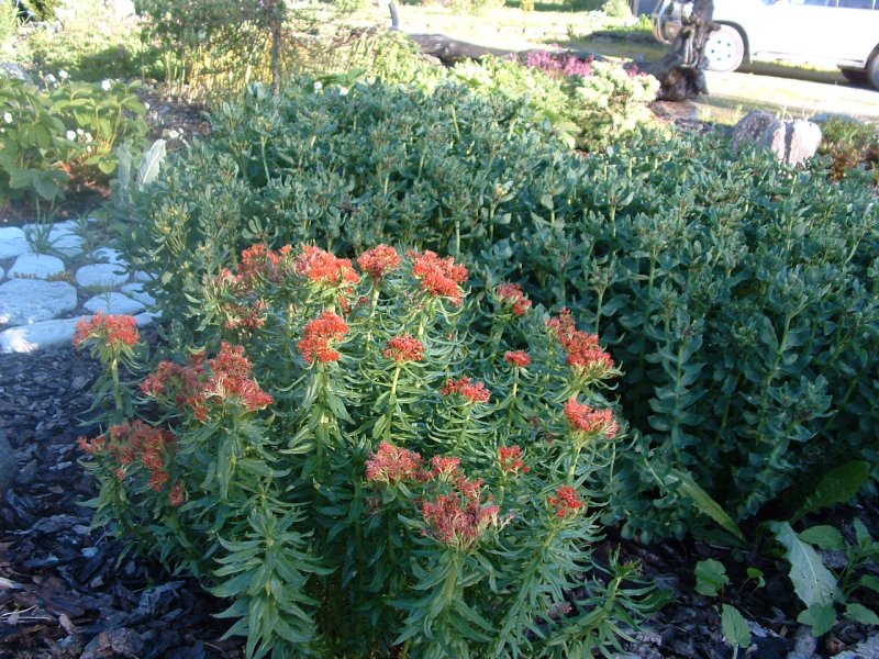 Rhodiola kirilowii Родиола Кириллова