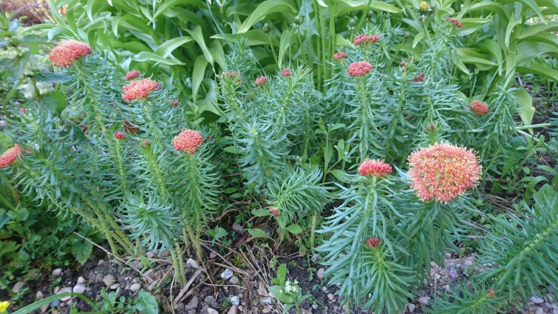 Rhodiola kirilowii Родиола Кириллова