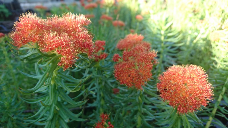 Rhodiola kirilowii