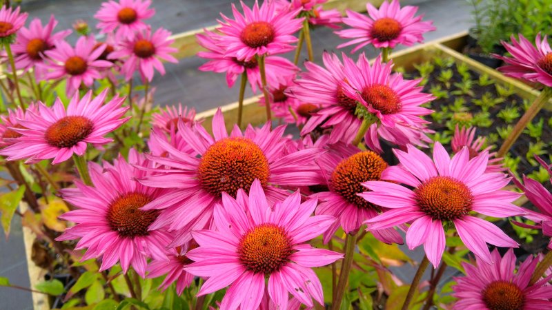 Echinacea purpurea 'JS Roho'