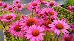 Echinacea purpurea 'JS Roho' Punane siilkübar