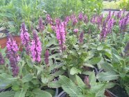 Salvia nemorosa 'Midnight Rose' Mets-salvei