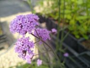 Verbena bonariensis Argentiina raudürt