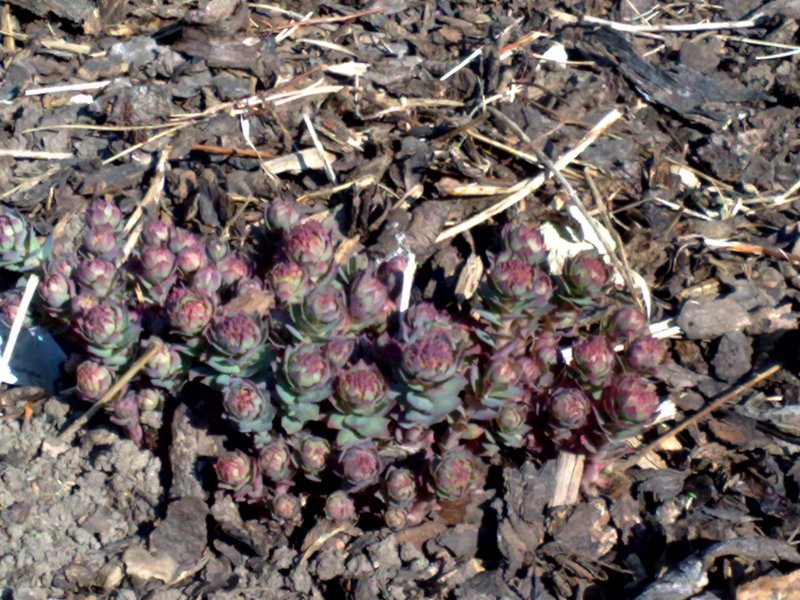 Rhodiola rosea 'Atropurpurea' Родиола розовая